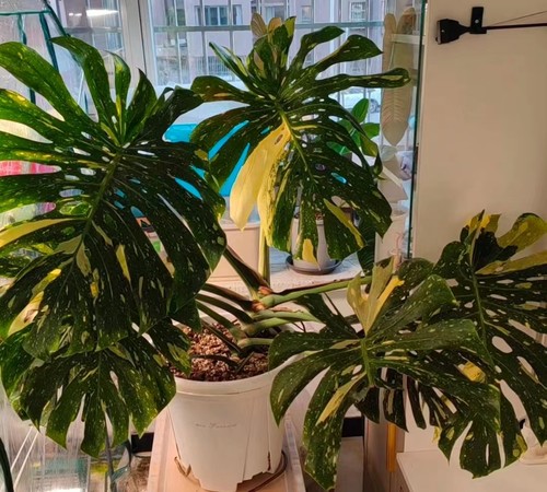洒金龟背竹龟背竹阴阳焦糖布丁盆栽室内观叶绿植锦化植物净化空气 - 图1