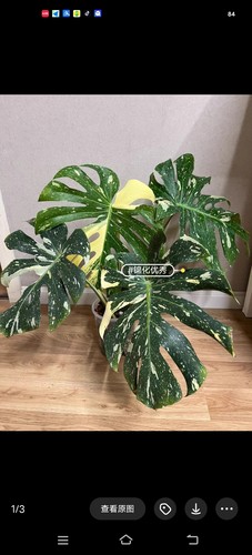 洒金龟背竹龟背竹阴阳焦糖布丁盆栽室内观叶绿植锦化植物净化空气 - 图2