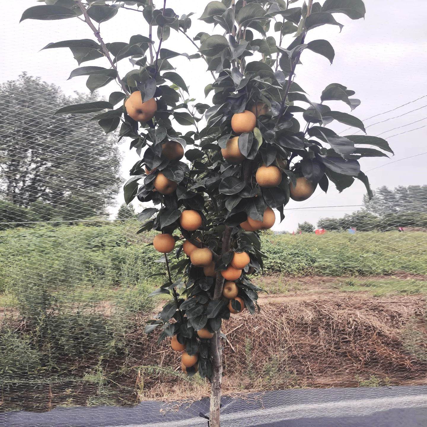 嫁接梨树果苗带土南北方种植翠冠梨砀山梨秋月黄金梨特大庭院果树 - 图0