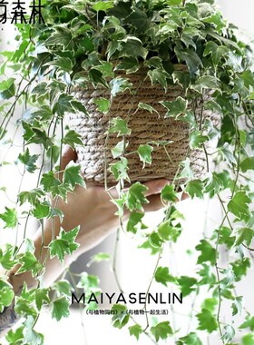 新品花叶常春藤吊兰垂吊植物壁挂绿植挂墙悬挂吊篮常X青盆栽室内