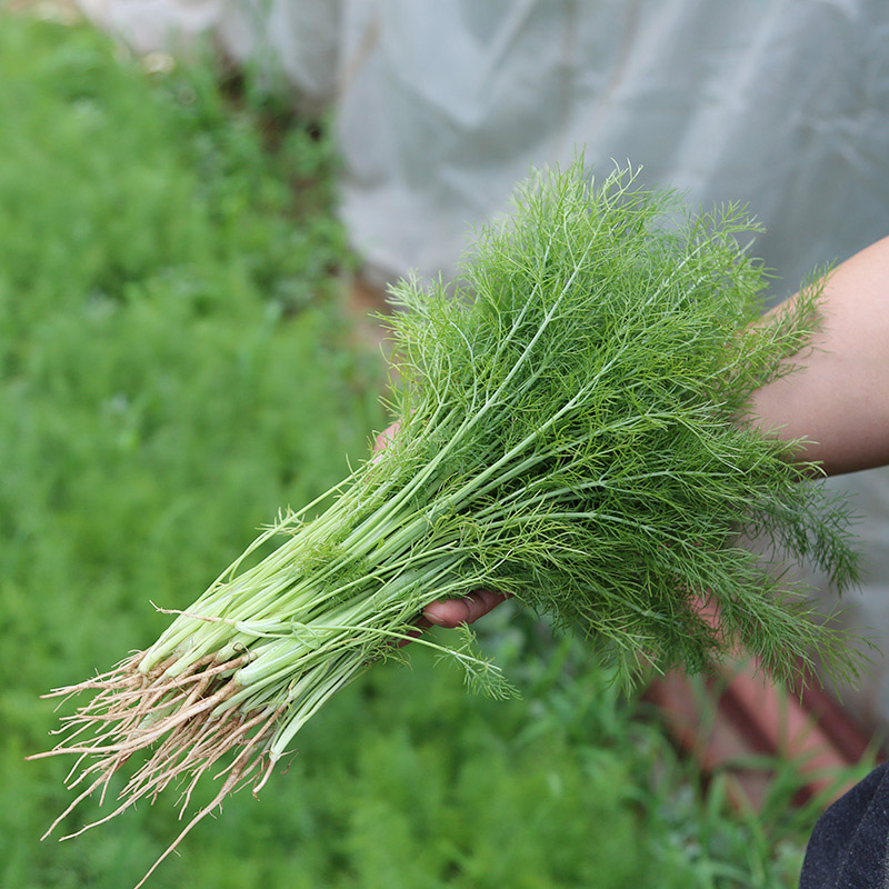 割茬茴香种子种籽苗回香小茴香菜菜种阳台四季盆栽蔬菜孑带根籽种-图2