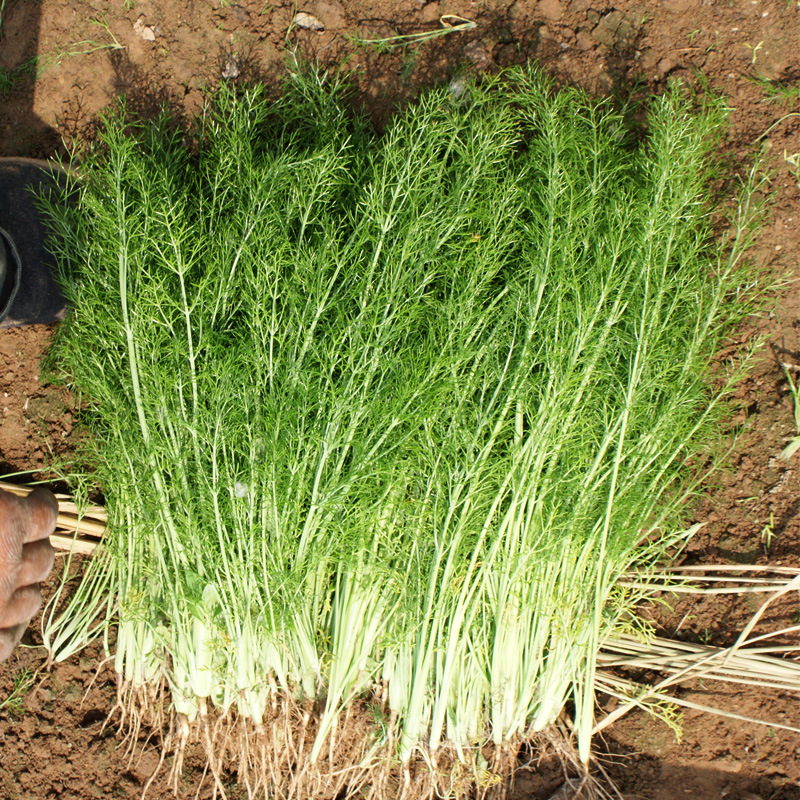 割茬茴香种子种籽苗回香小茴香菜菜种阳台四季盆栽蔬菜孑带根籽种-图0