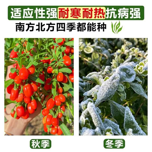 枸杞树苗当年结果大苗盆栽南北方四季种植食用果树苗果苗耐寒耐旱 - 图1