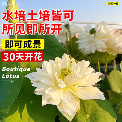大型荷花种藕苗莲藕种苗盆栽荷花种根苗食用藕种藕苗莲藕苗莲花苗 - 图2