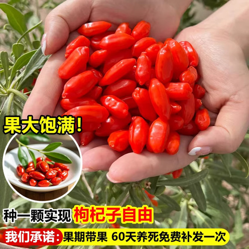 枸杞树苗当年结果大苗盆栽南北方四季种植食用果树苗果苗耐寒耐旱 - 图3