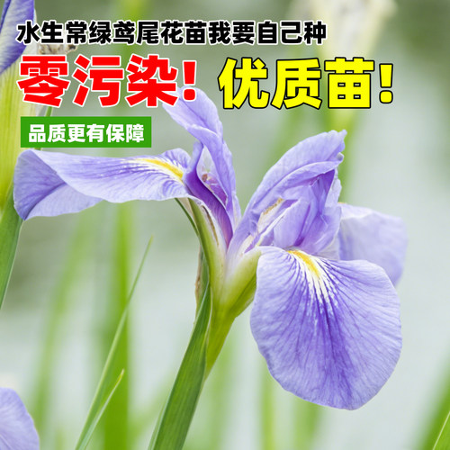 常绿水生鸢尾蓝花鸢尾花菖蒲常绿菖蒲耐寒水生植物四季常绿浮岛 - 图2