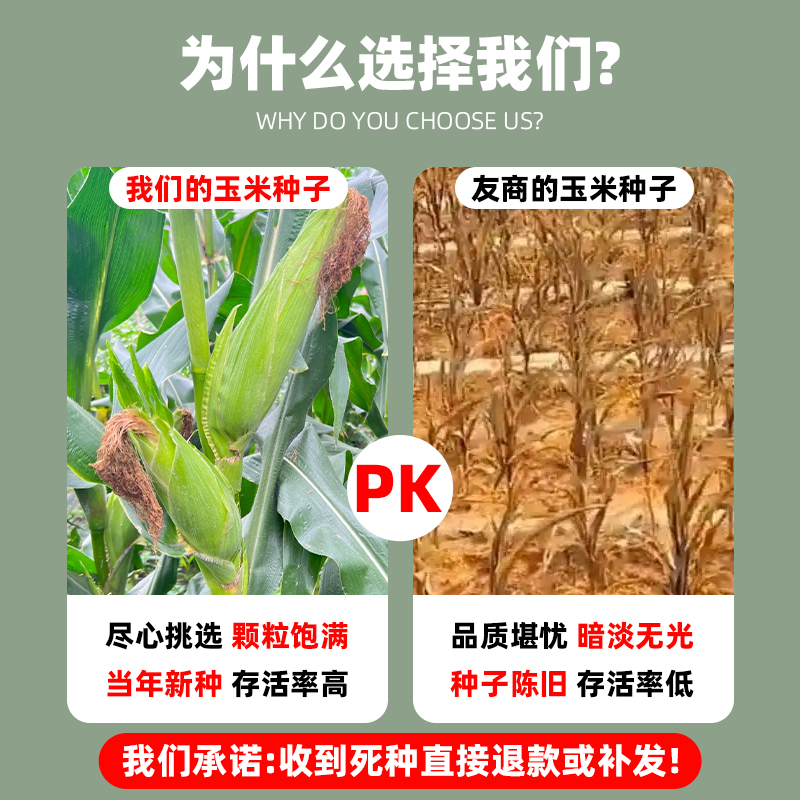 甜糯182玉米种子超甜白玉米种籽春秋种颗粒饱满香甜软糯玉米种孑 - 图3