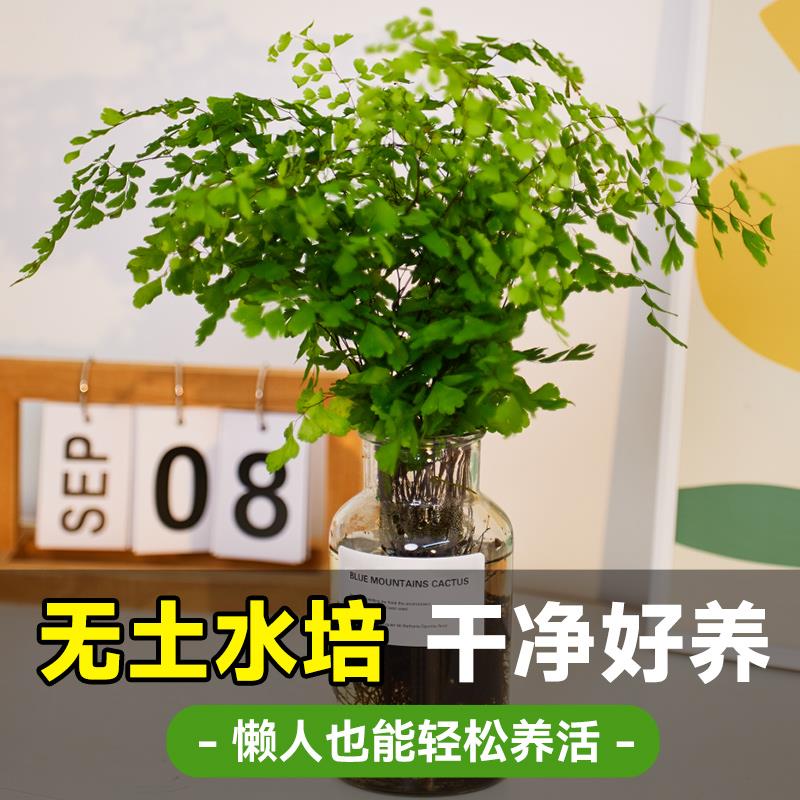 铁线蕨盆栽水培植物肾蕨蕨类大苗耐阴室内客厅垂吊水养绿植好养活 - 图3