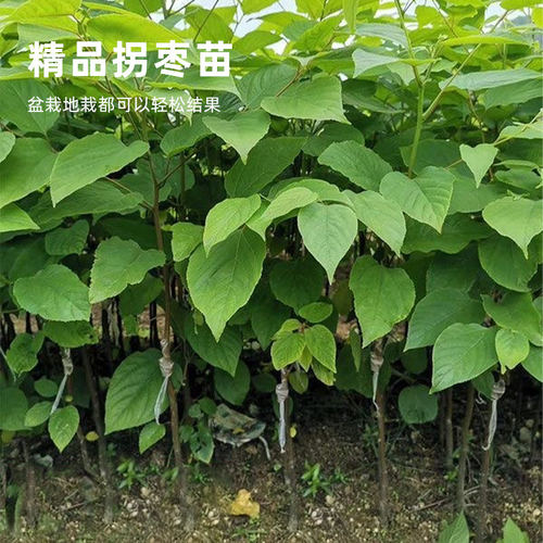 拐枣苗树盆栽拐枣树活苗嫁接特大号万寿果树苗南北方种植当年结果 - 图3