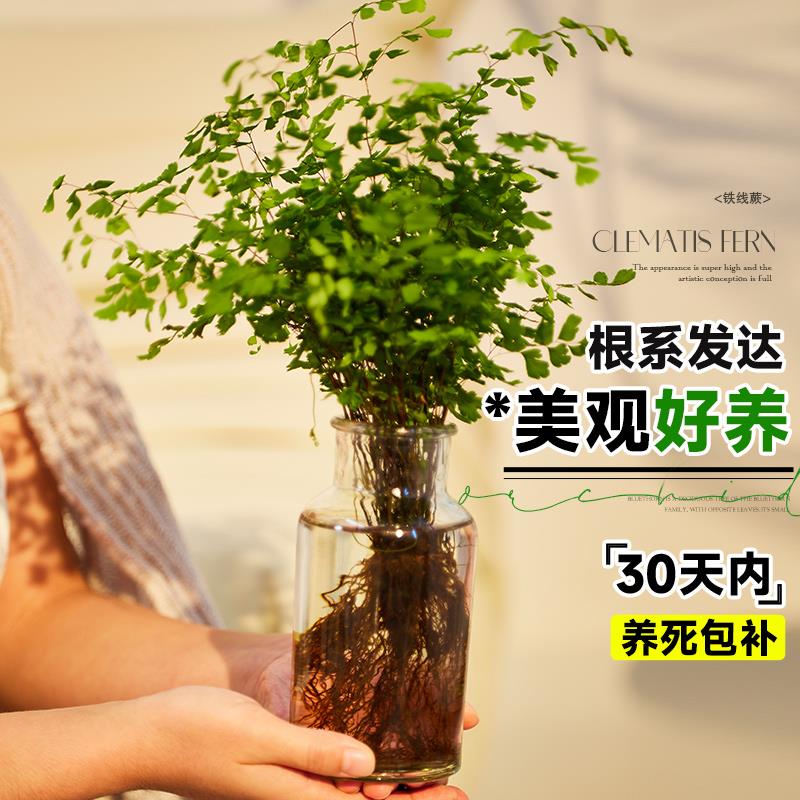 铁线蕨盆栽水培植物肾蕨蕨类大苗耐阴室内客厅垂吊水养绿植好养活 - 图0