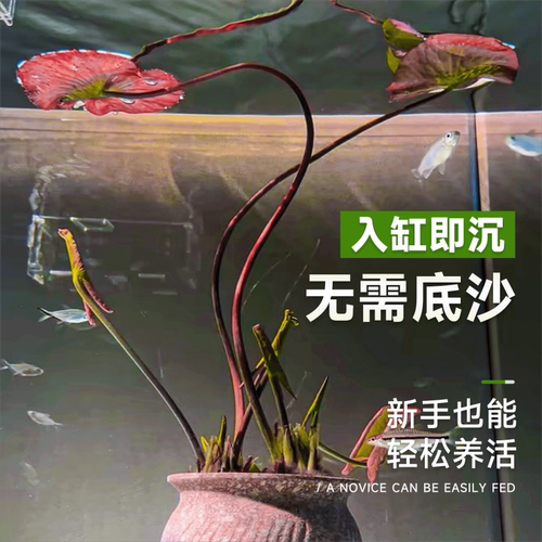 红荷根睡莲鱼缸造景水草红色草缸布景真草植物淡水耐养易红好养活 - 图0