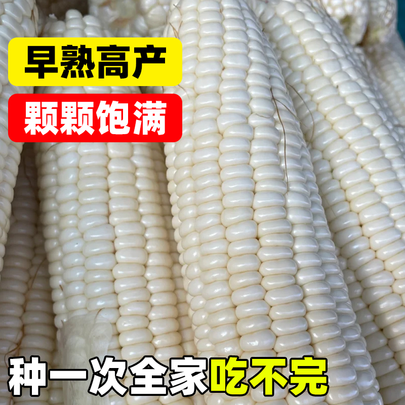甜糯182玉米种子超甜白玉米种籽春秋种颗粒饱满香甜软糯玉米种孑 - 图1