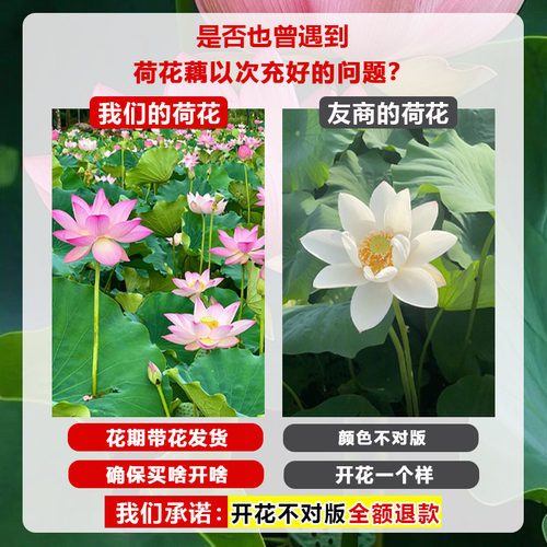 大型荷花种藕苗莲藕种苗盆栽荷花种根苗食用藕种藕苗莲藕苗莲花苗 - 图0