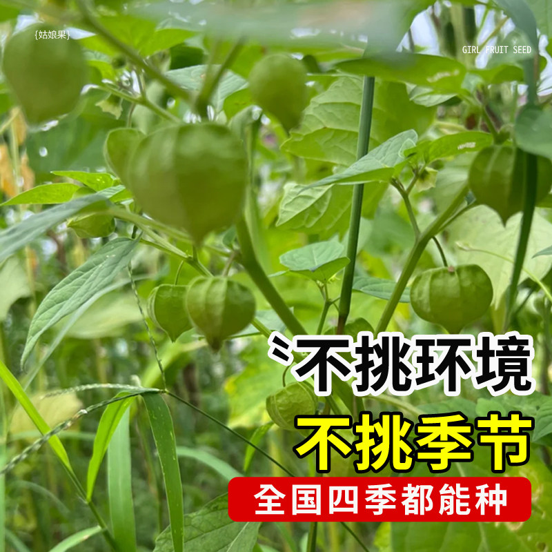 姑娘果种籽超甜特大果种子东北黄菇娘果阳台盆栽庭院奇异水果种孑,淘宝优惠券,粉丝福利购,淘宝优惠卷