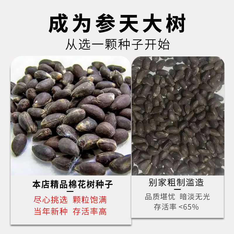 新棉花籽棉籽仁家庭盆栽植物懒汉棉高产抗虫抗病大田种植棉花种子-图3
