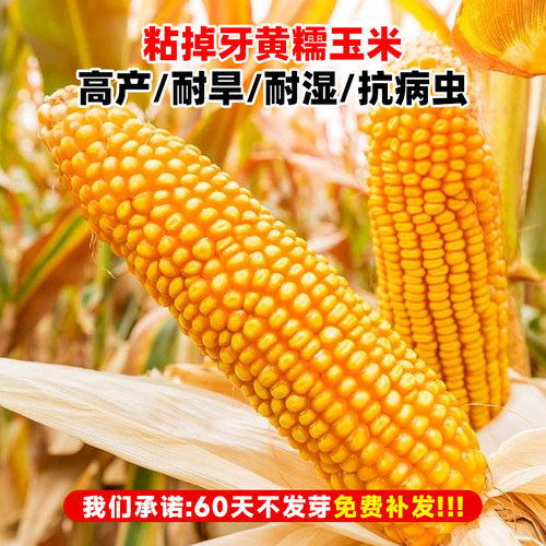东单6531杂交玉米种子国审大棒高产稳产抗病大田优质玉米种籽孑 - 图0