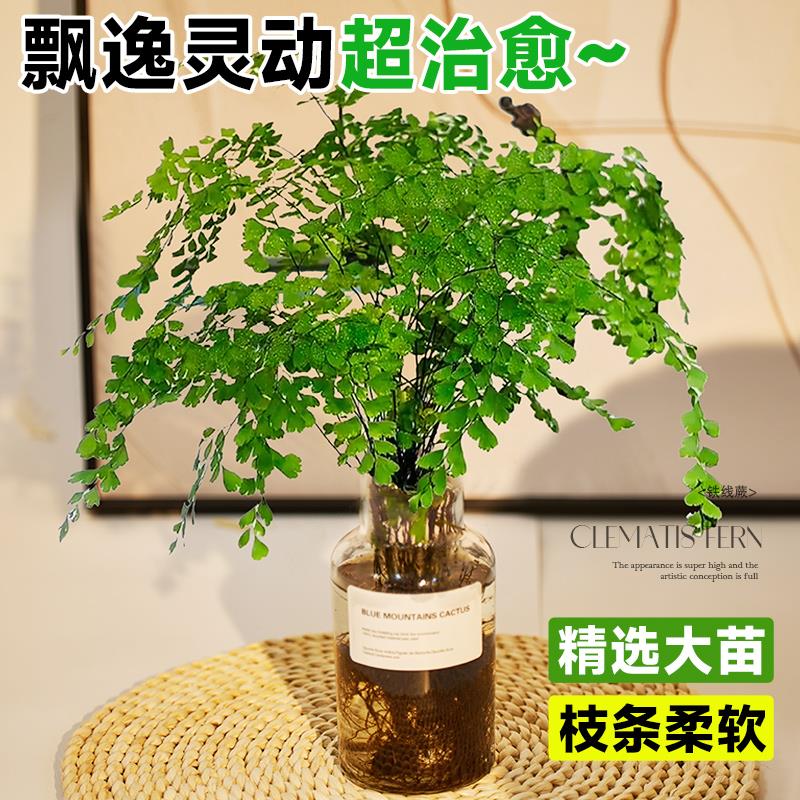 铁线蕨盆栽水培植物肾蕨蕨类大苗耐阴室内客厅垂吊水养绿植好养活 - 图1