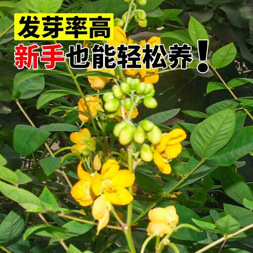 蛇灭门种子孑望江南野决明籽驱蛇虫草花种籽庭院阳台盆栽四季花卉 - 图3