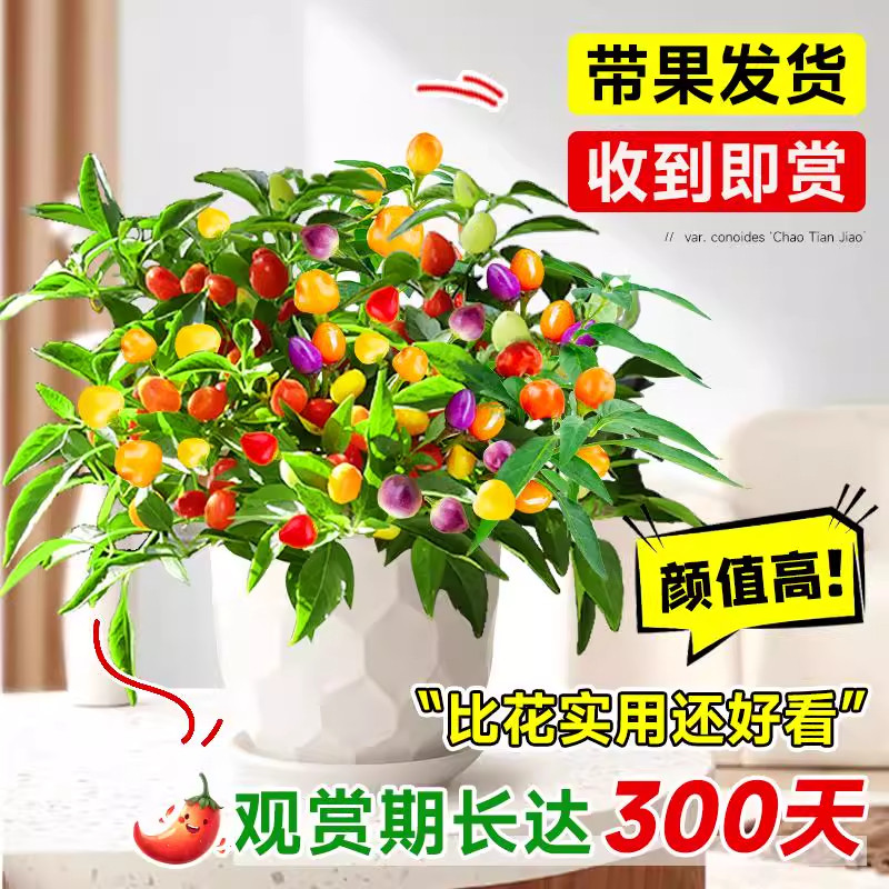 辣椒盆栽带果朝天椒泡椒可食用七彩五彩椒苗室内阳台绿植花卉盆栽,淘宝优惠券,粉丝福利购,淘宝优惠卷