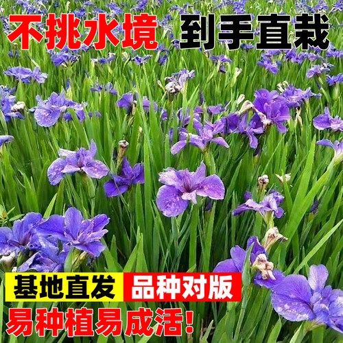 常绿水生鸢尾蓝花鸢尾花菖蒲常绿菖蒲耐寒水生植物四季常绿浮岛 - 图3