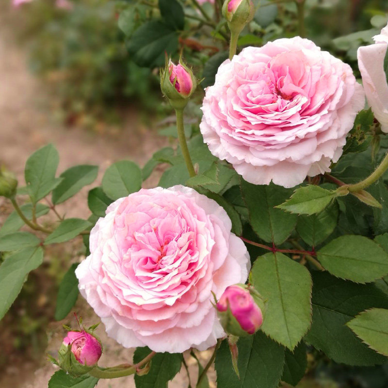 藤本月季玫瑰蔷薇花苗詹姆斯高威大花浓香庭院爬藤四季开花植物 风畔花卉旗舰店 淘优券