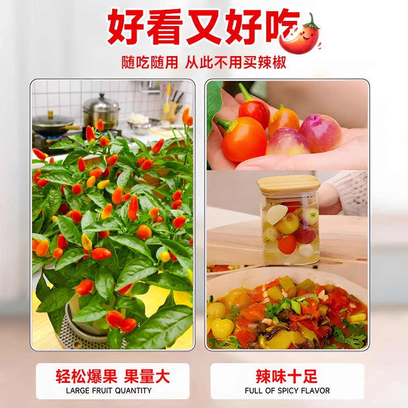 辣椒盆栽带果朝天椒泡椒可食用七彩五彩椒苗室内阳台绿植花卉盆栽,淘宝优惠券,粉丝福利购,淘宝优惠卷