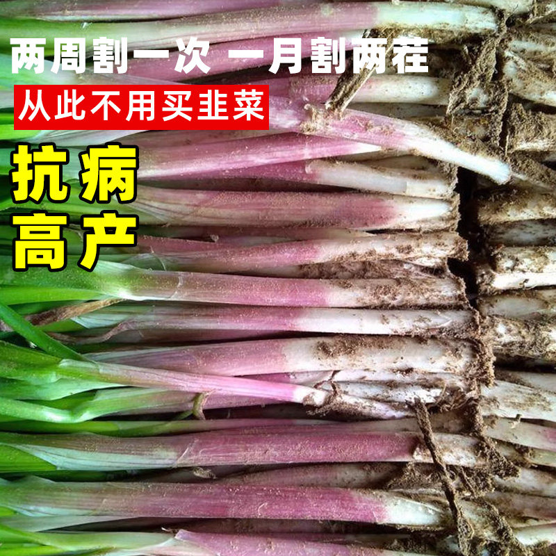 紫根韭菜种子独杆红韭菜籽多季韭菜种籽宽叶大叶耐热耐寒高产蔬菜,淘宝优惠券,粉丝福利购,淘宝优惠卷