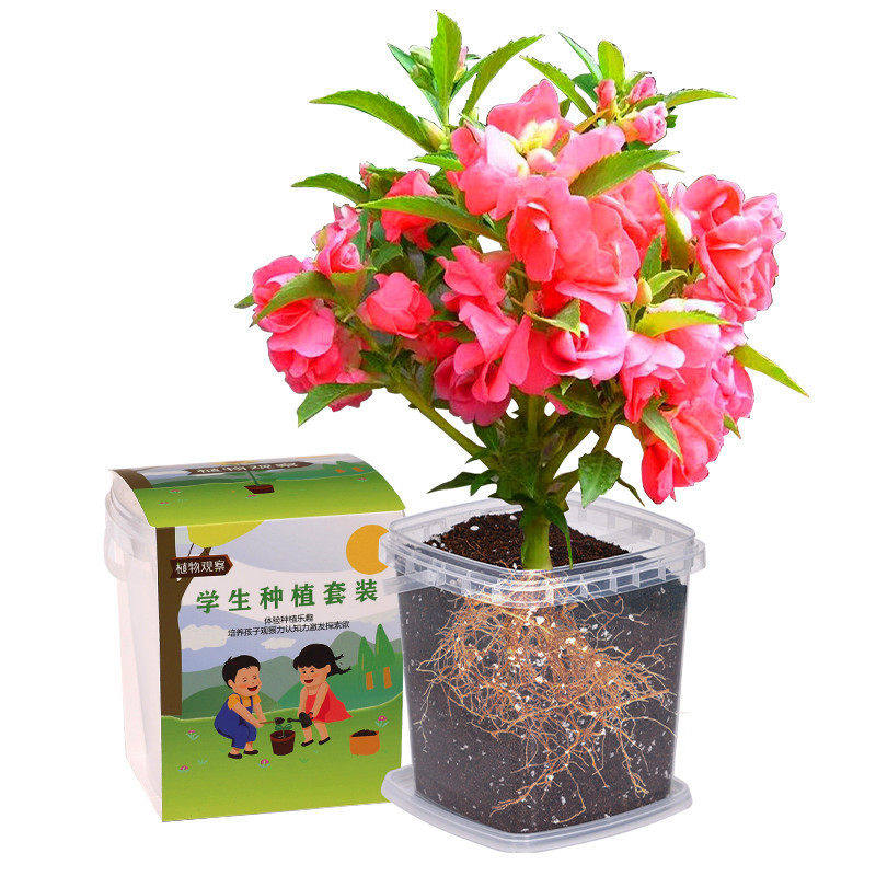 儿童种植小盆栽向日葵种籽四季凤仙花种孑小学生观察植物开花种子,淘宝优惠券,粉丝福利购,淘宝优惠卷