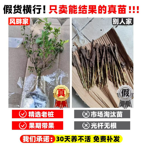 枸杞树苗当年结果大苗盆栽南北方四季种植食用果树苗果苗耐寒耐旱 - 图0
