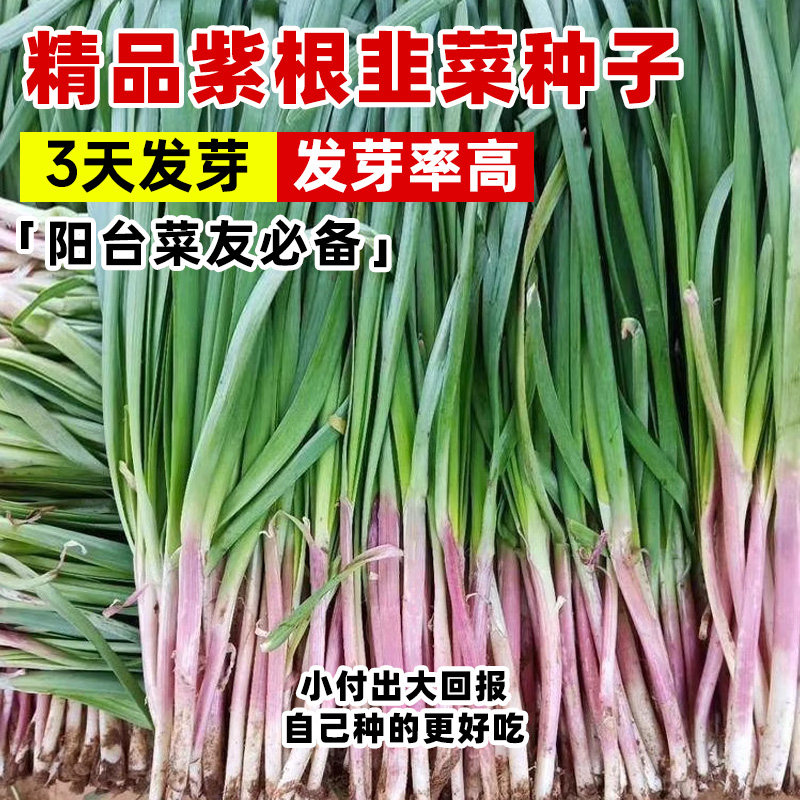 紫根韭菜种子独杆红韭菜籽多季韭菜种籽宽叶大叶耐热耐寒高产蔬菜,淘宝优惠券,粉丝福利购,淘宝优惠卷