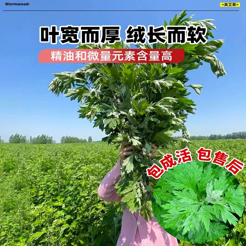 艾草种籽食用青团艾叶野生药用大叶种子驱蚊艾蒿阳台庭院四季种植 - 图3