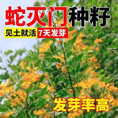 蛇灭门种子孑望江南野决明籽驱蛇虫草花种籽庭院阳台盆栽四季花卉 - 图0