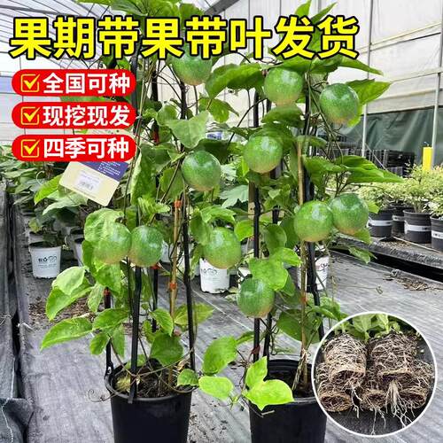 百香果树果苗四季结果广西纯甜九号好养特大号苗黄金钦蜜9号大苗 - 图0