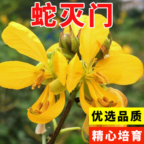 蛇灭门种子孑望江南野决明籽驱蛇虫草花种籽庭院阳台盆栽四季花卉 - 图1
