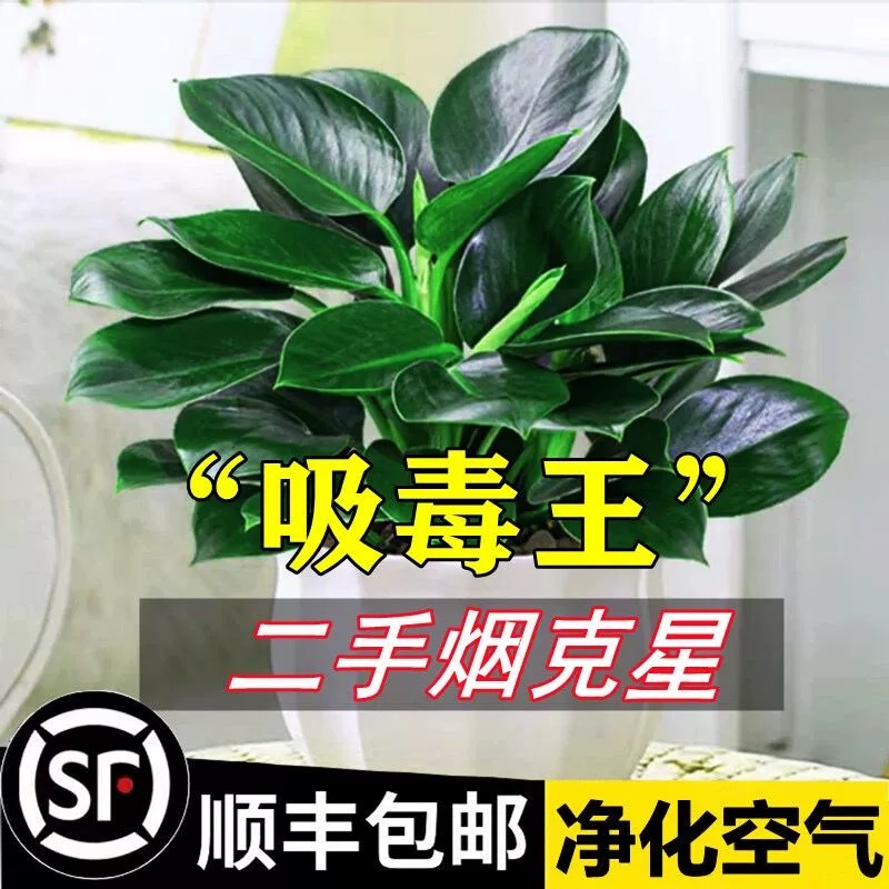 金钻盆栽绿萝箩室内植物花卉水培绿植客厅好养多肉新房吸除去甲醛 - 图0