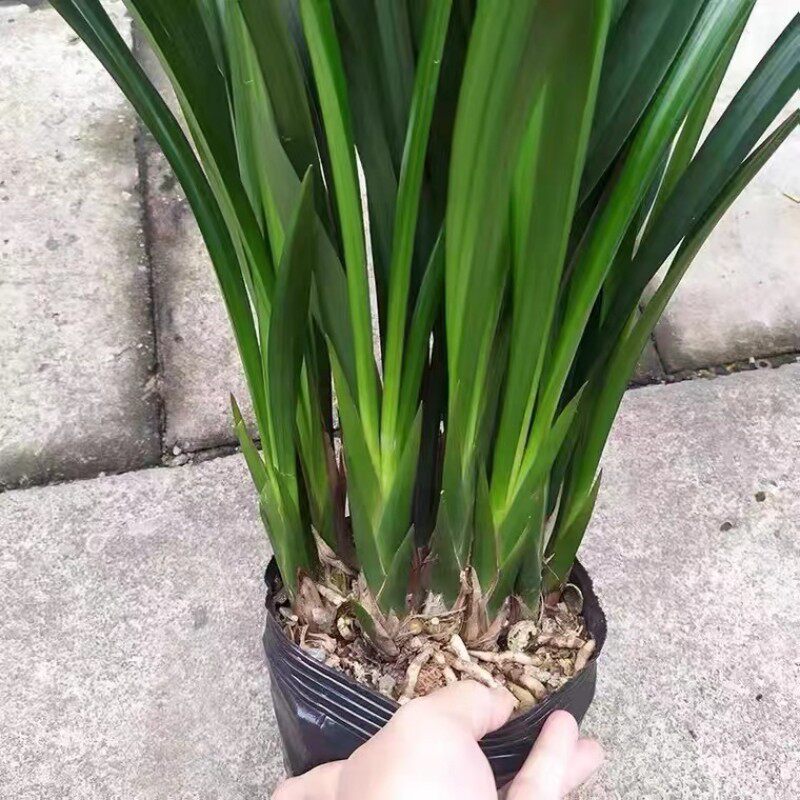 浓香兰花盆栽墨兰企黑报岁兰宽叶兰花苗素心白墨客厅阳台绿植花卉_虎窝淘