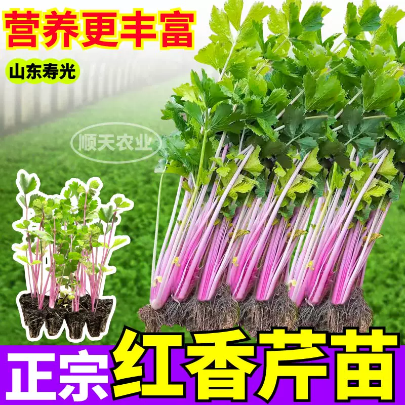 Аутентичные красные сеянцы петрушки, ароматные, хрустящие, нежные и богатые вкусом, сельдерей-ветчина? зайдёт прямой перевод: плодовая сельдерей?