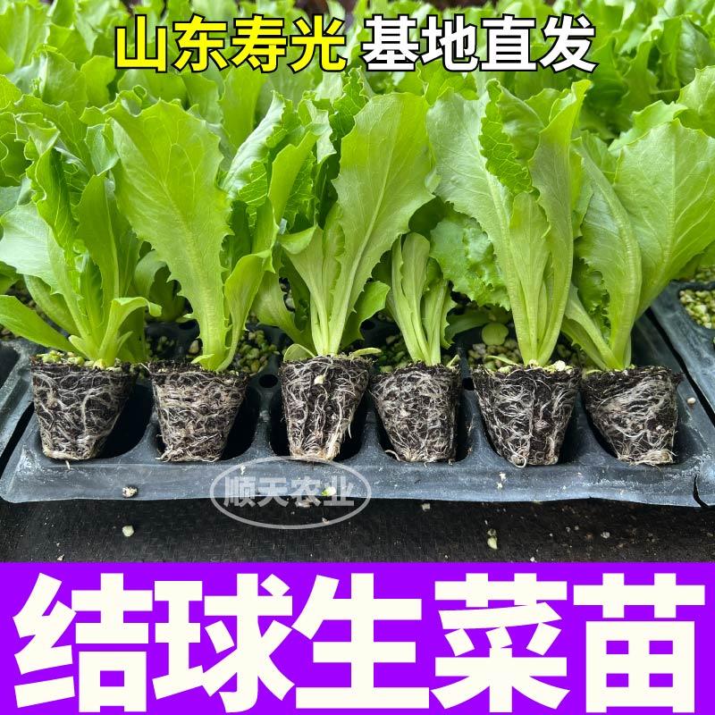 抗病高产汉堡生菜结球生菜苗秧大速奶油直立红皱生菜种子四季盆栽 - 图1