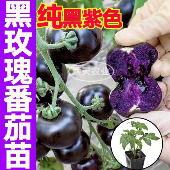 寿光黑紫色黑玫瑰番茄苗秧爆甜多汁圣女果小西红柿四季盆栽种子,淘宝优惠券,粉丝福利购,淘宝优惠卷