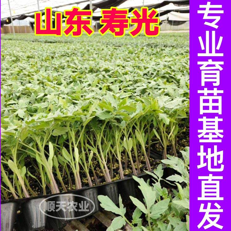 黑牛排番茄秧苗巨型丑柿子黑鹅肝西红柿种子四季盆栽带土球口感好,淘宝优惠券,粉丝福利购,淘宝优惠卷