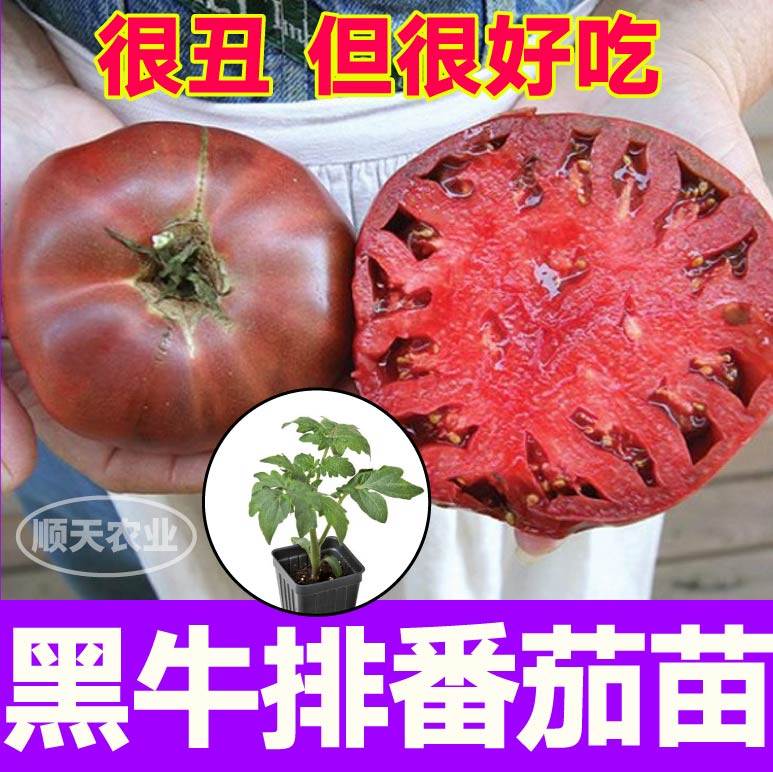 黑牛排番茄秧苗巨型丑柿子黑鹅肝西红柿种子四季盆栽带土球口感好,淘宝优惠券,粉丝福利购,淘宝优惠卷