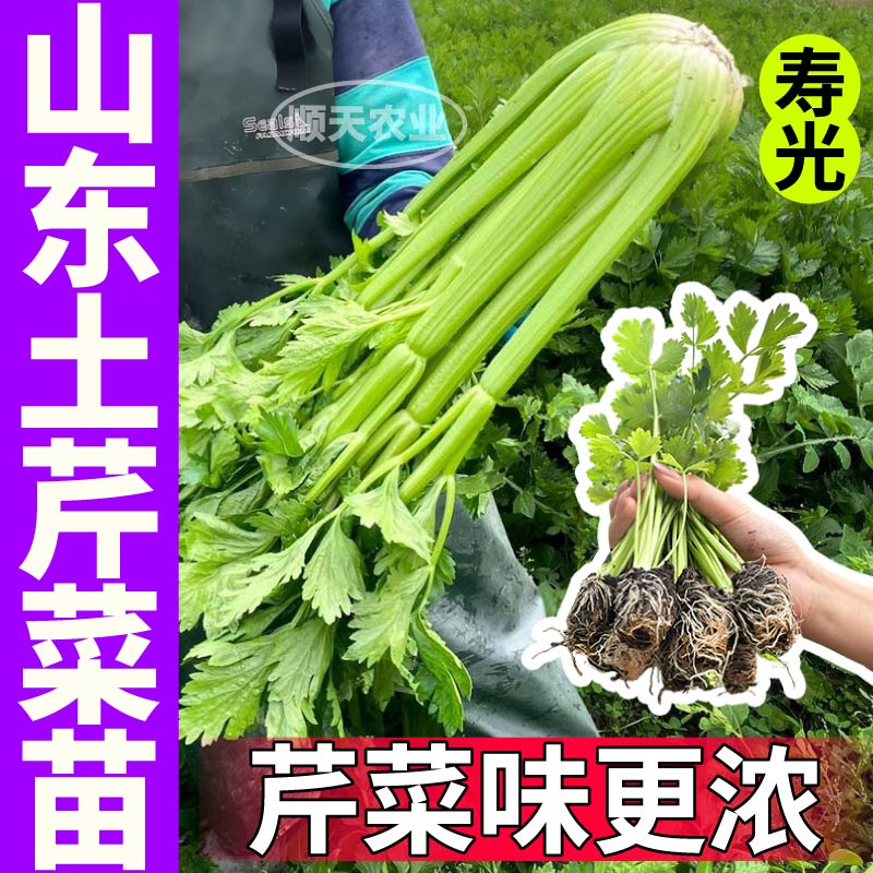 山东寿光土芹菜苗秧西芹香芹红香芹种子味浓高产正宗芹菜苗带土球