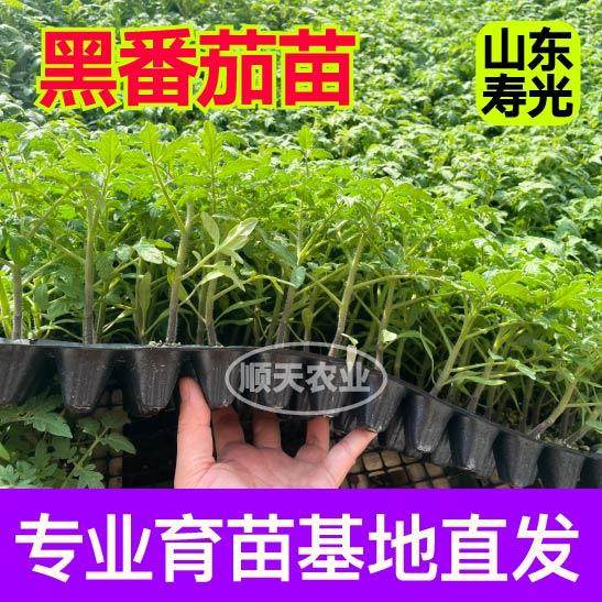 寿光黑紫色黑玫瑰番茄苗秧爆甜多汁圣女果小西红柿四季盆栽种子,淘宝优惠券,粉丝福利购,淘宝优惠卷
