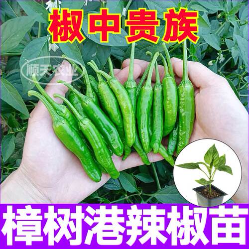 椒中贵族正宗湖南樟树港辣椒苗秧种子带土香辣朝天辣妹子四季盆栽 - 图2