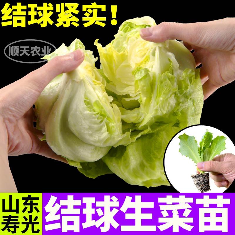 抗病高产汉堡生菜结球生菜苗秧大速奶油直立红皱生菜种子四季盆栽 - 图3