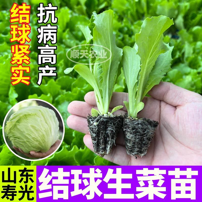 抗病高产汉堡生菜结球生菜苗秧大速奶油直立红皱生菜种子四季盆栽 - 图0