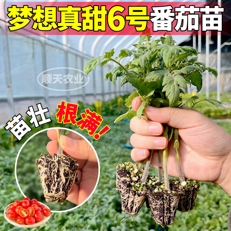 梦想真甜6号番茄苗秧四季高产白黑黄红千禧圣女果种子阳台盆栽,淘宝优惠券,粉丝福利购,淘宝优惠卷