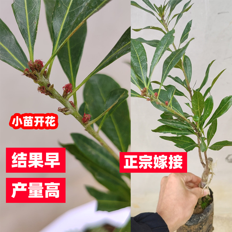 东魁杨梅树苗嫁接正宗南北方种植特大盆栽地载黑炭当年结果带土叶-图0