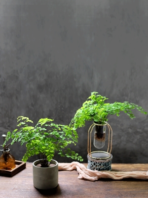 水培植物大株扇叶铁线蕨水养室内办公室蕨类盆栽观叶桌面绿植盆 牌子网