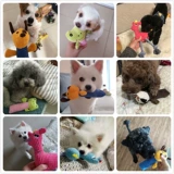 PET Products Dog Teddy VIP Bin Bin Puppies щенки измельчающих зубы, кусание, плюшевые игрушки